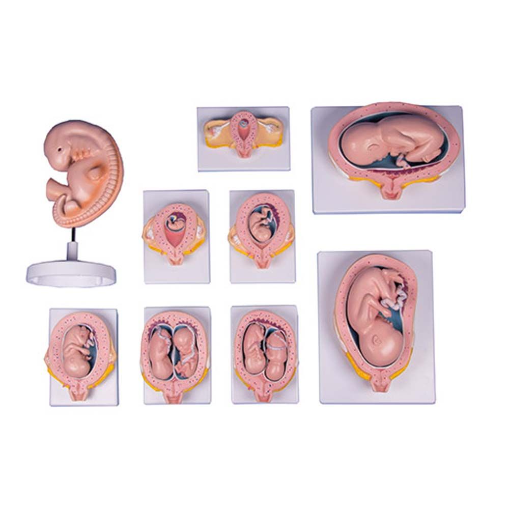 Erler Zimmer Serie - Schwangerschaft, 9 Modelle, lebensgroß
