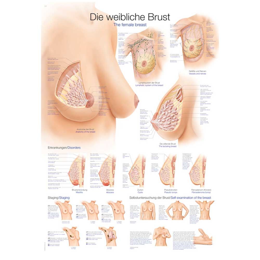 Erler Zimmer anat. Lehrtafel - "Die weibliche Brust", 2 Größen