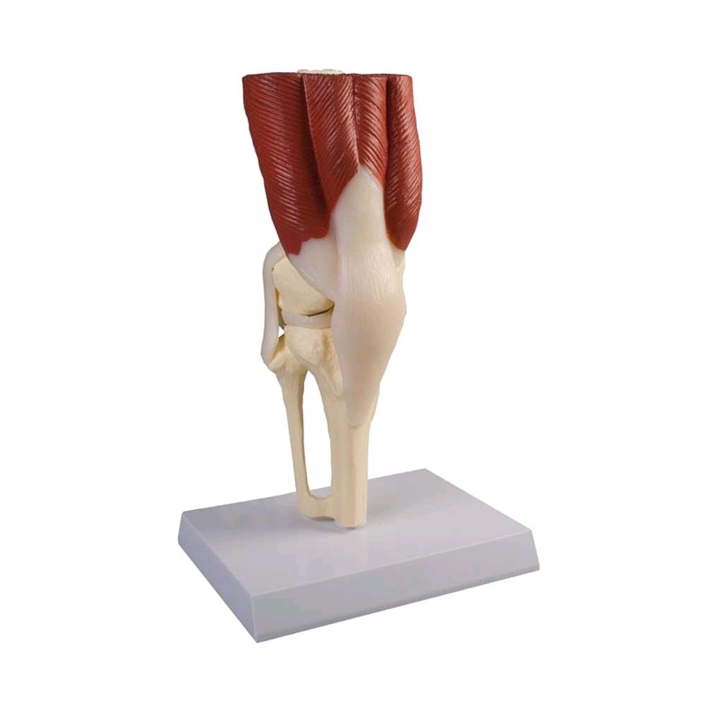 Erler Zimmer Anatomie Muskelmodell vom Kniegelenk, lebensgroß