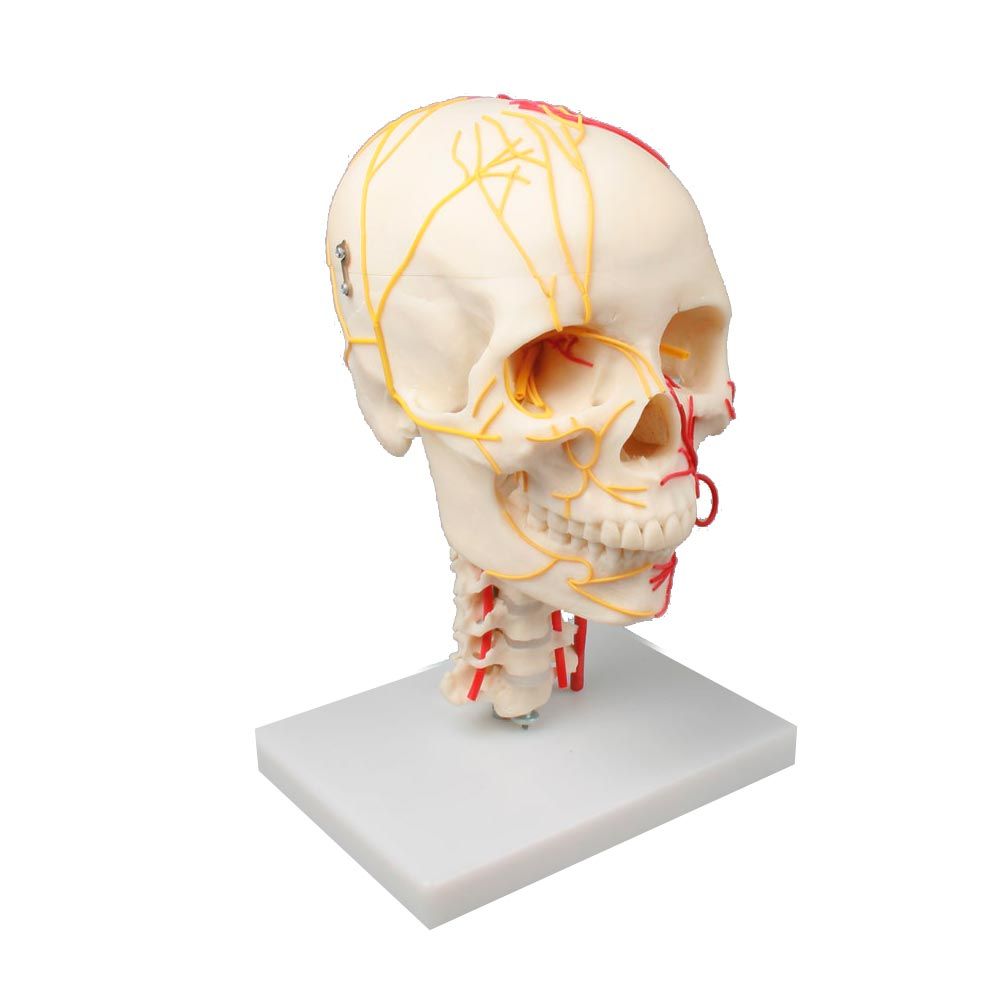 Erler Zimmer Modell, neurovaskulärer Schädel, Erwachsenenschädel