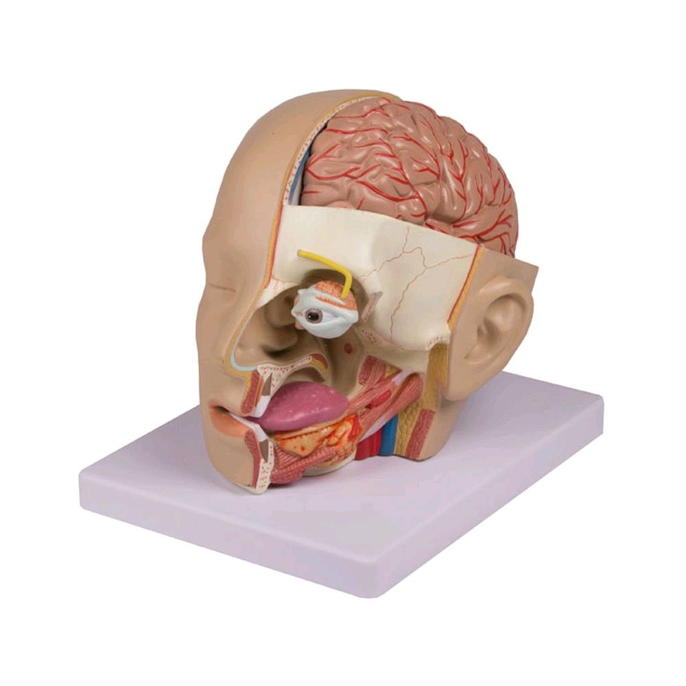 Kopf-Modell von Erler Zimmer, zerlegbar, 4-teilig, lebensgroß, Sockel