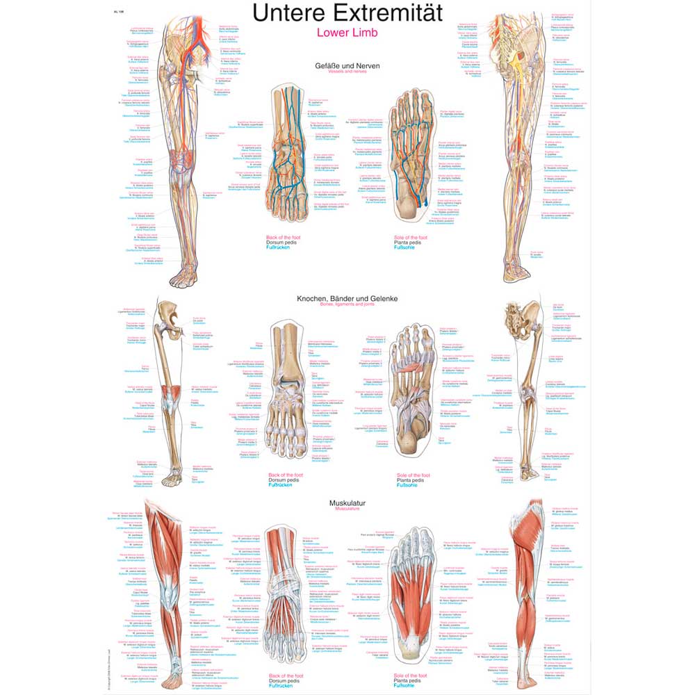 Erler Zimmer anatomische Lehrtafel - "Untere Extremität", 2 Größen