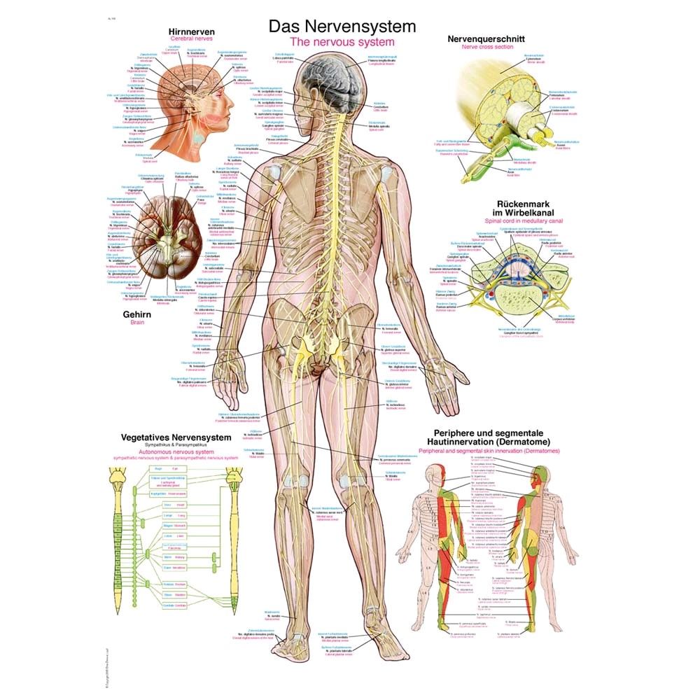 Erler Zimmer anatomische Lehrtafel „Das Nervensystem“, versch. Größen