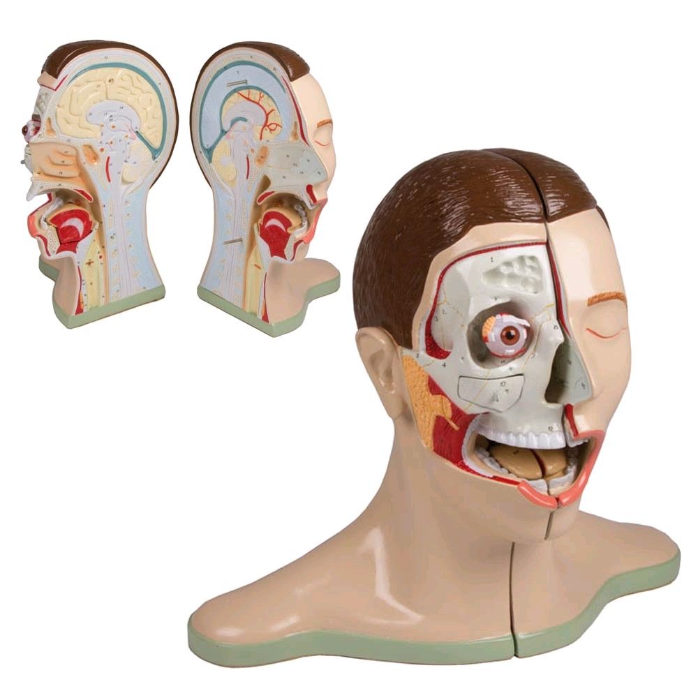 Kopf und Nacken Modell von Erler Zimmer, median geschnitten, 5-teilig