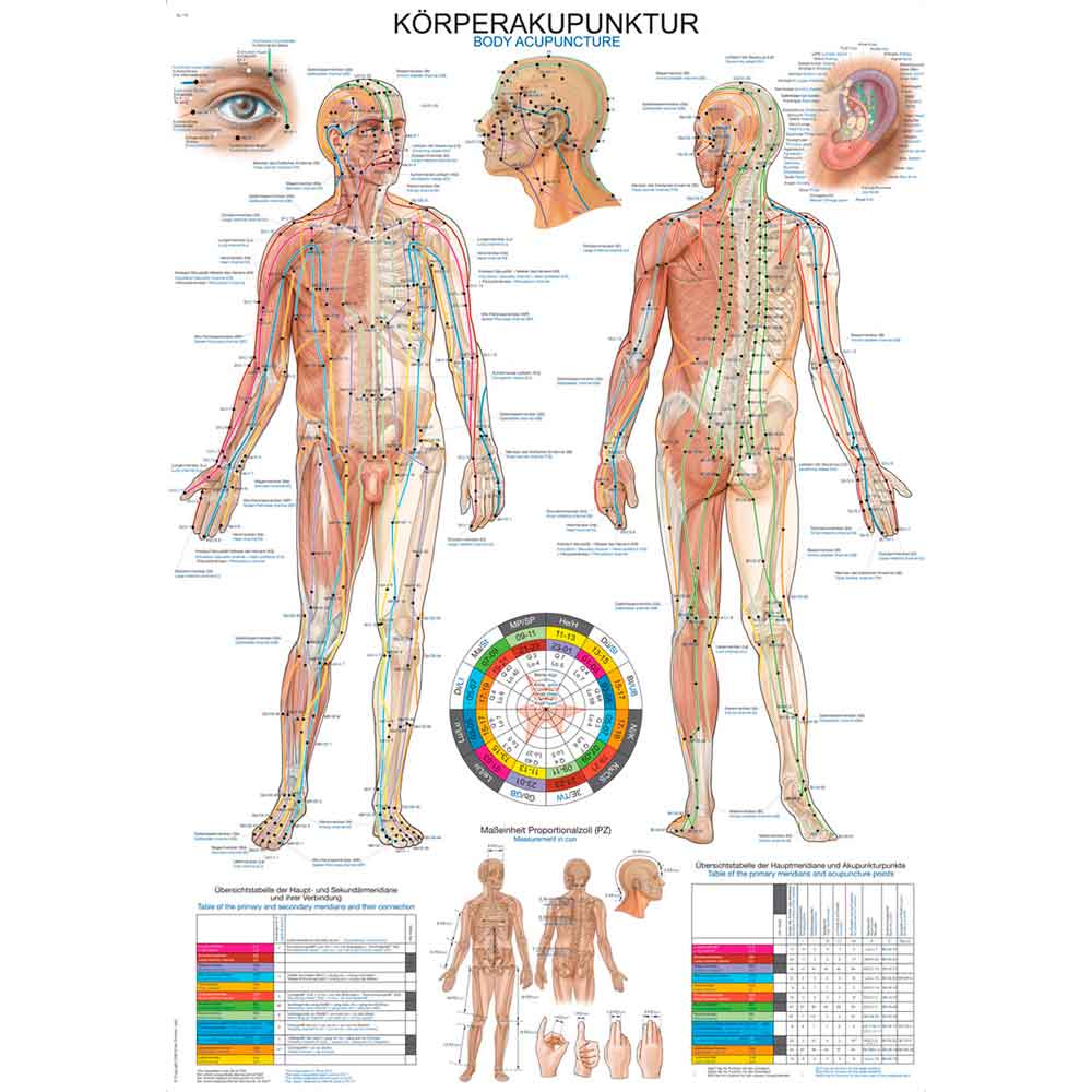 Erler Zimmer anatomische Lehrtafel - "Körperakupunktur", 2 Größen