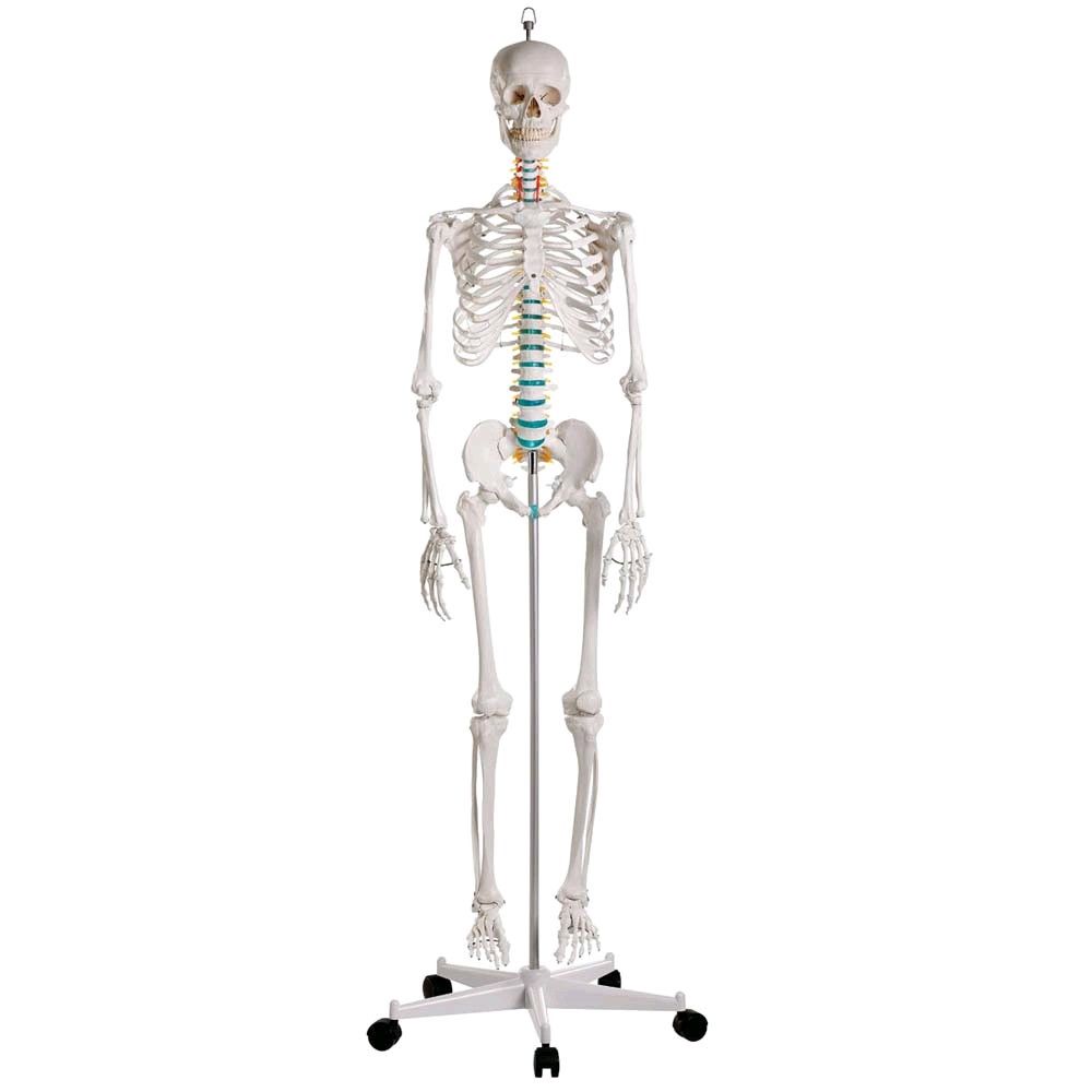 Ganzkörper Skelett männlich, anatomisch beweglich abnehmbare Gliedmaße