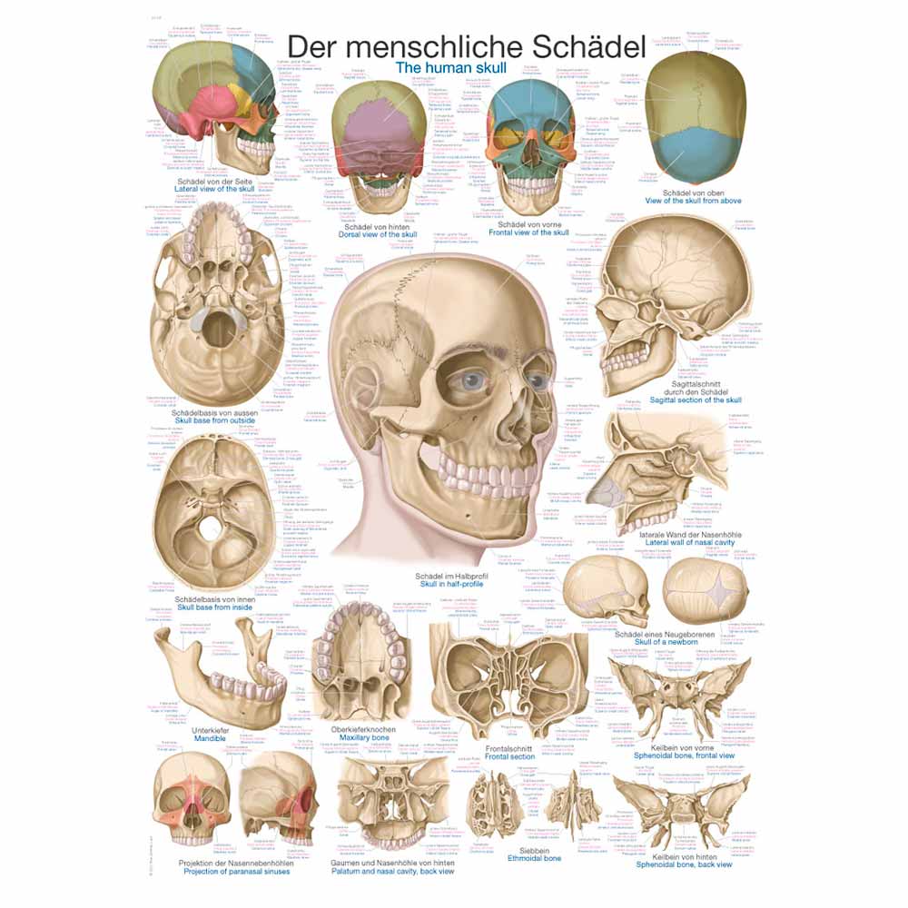 Erler Zimmer anatomische Lehrtafel - "Der Schädel", 50x70cm