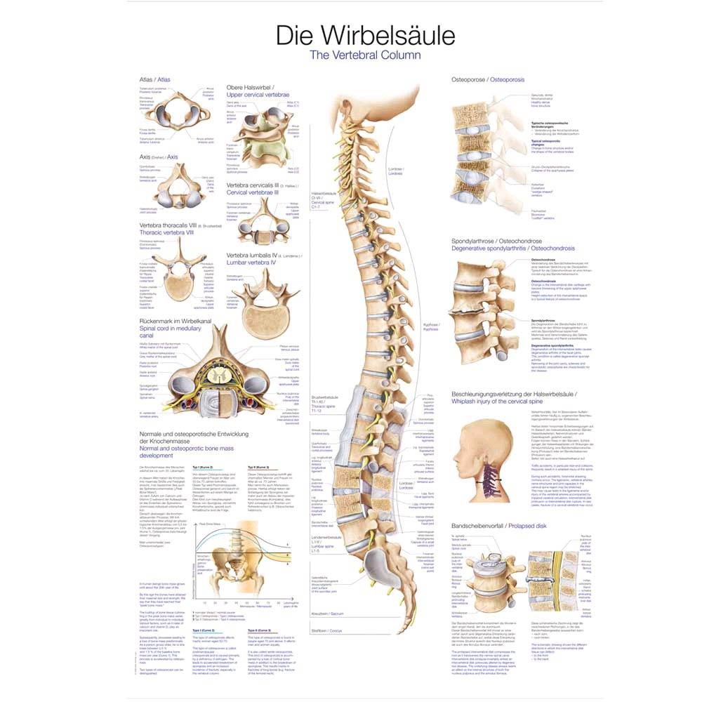 Erler Zimmer Lehrtafel Die Wirbelsäule, 50x70cm, Kunstdruckpapier