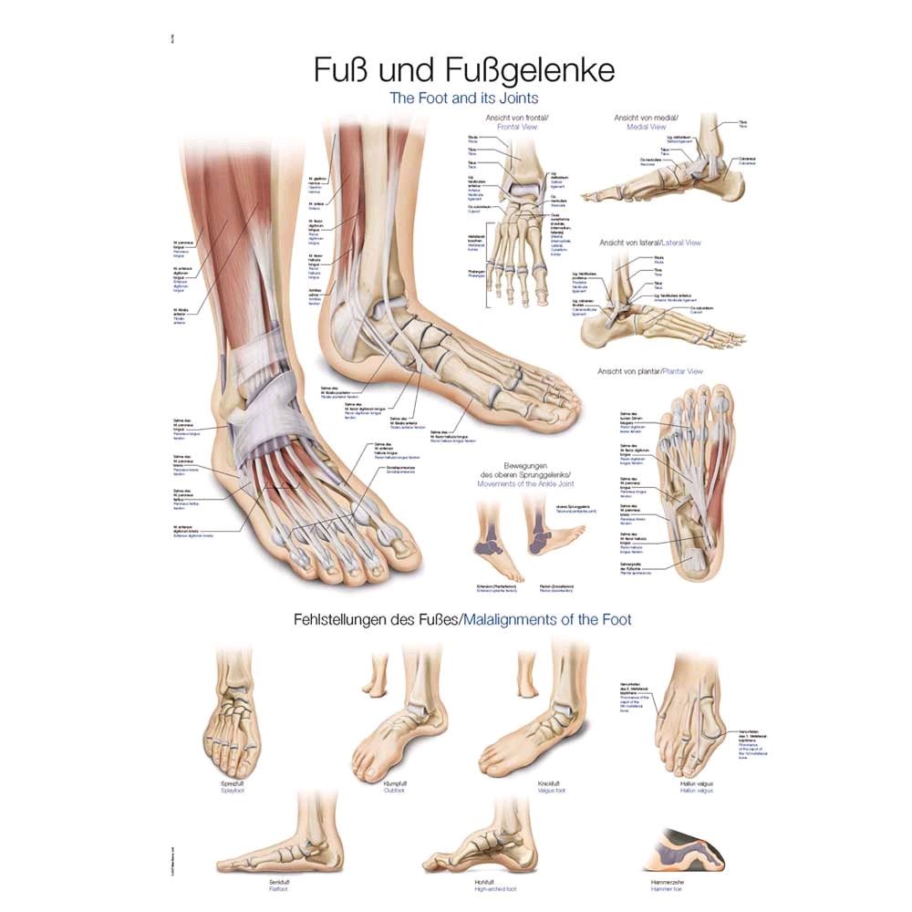 Erler Zimmer Fuß und Fußgelenke anatomisches Poster, Größenwahl