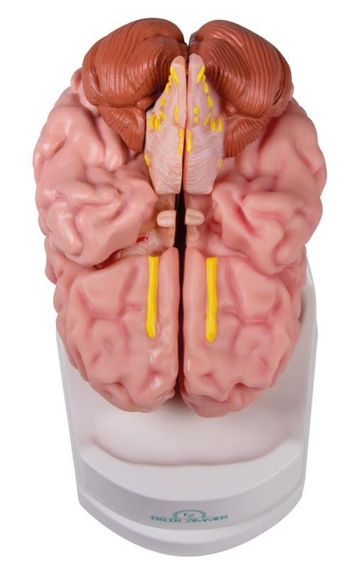 Gehirn Modell von Erler Zimmer, 5-teilig, lebensgroß, inkl. Lehrkarte