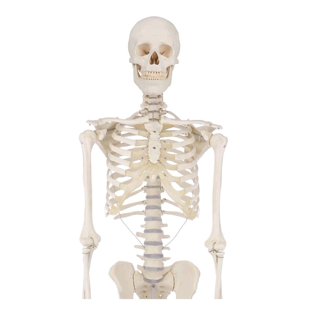 Erler Zimmer Ganzkörper Skelett anatomisch 1,76cm, Skelett Willi