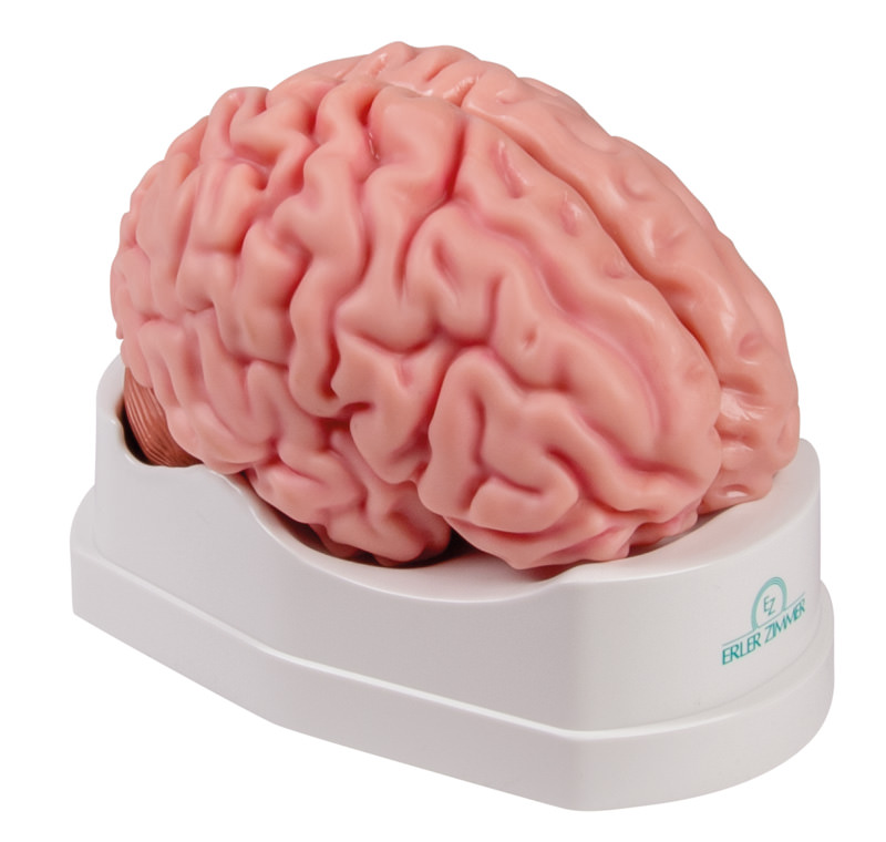 Gehirn Modell von Erler Zimmer, 5-teilig, lebensgroß, inkl. Lehrkarte