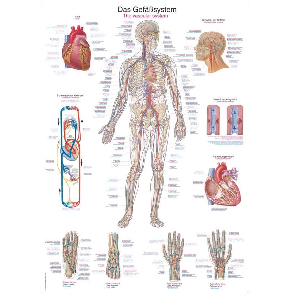 Erler Zimmer anatomische Lehrtafel „Das Gefäßsystem“, 70 x 100 cm