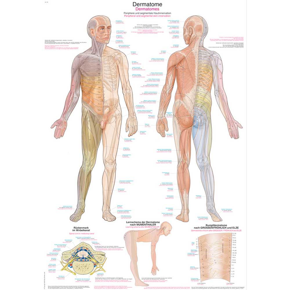 Erler Zimmer anatomische Lehrtafel - "Dermatome", 2 Größen