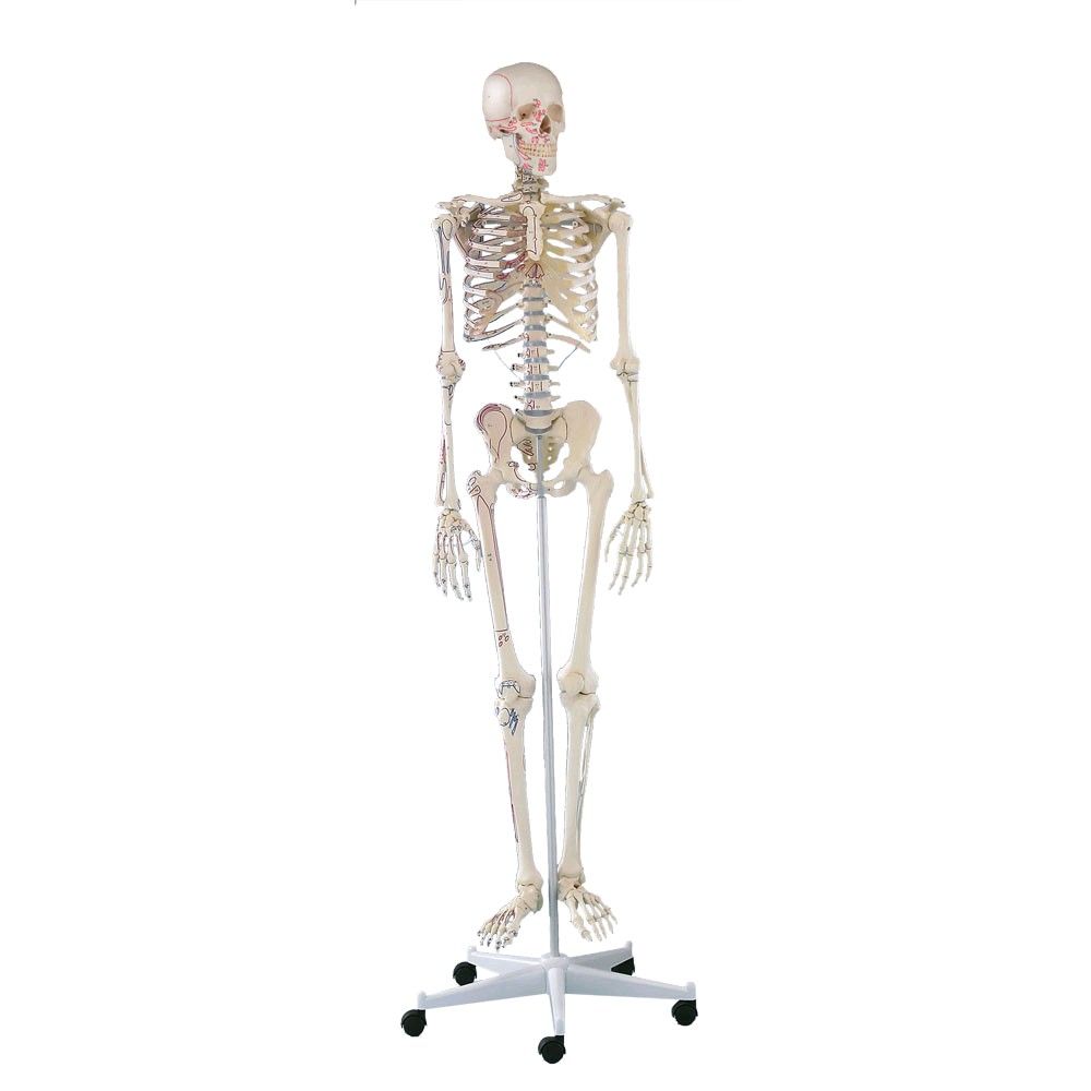 Ganzkörper Skelett anatomisch 1,76 cm, Arnold mit Muskelmarkierungen