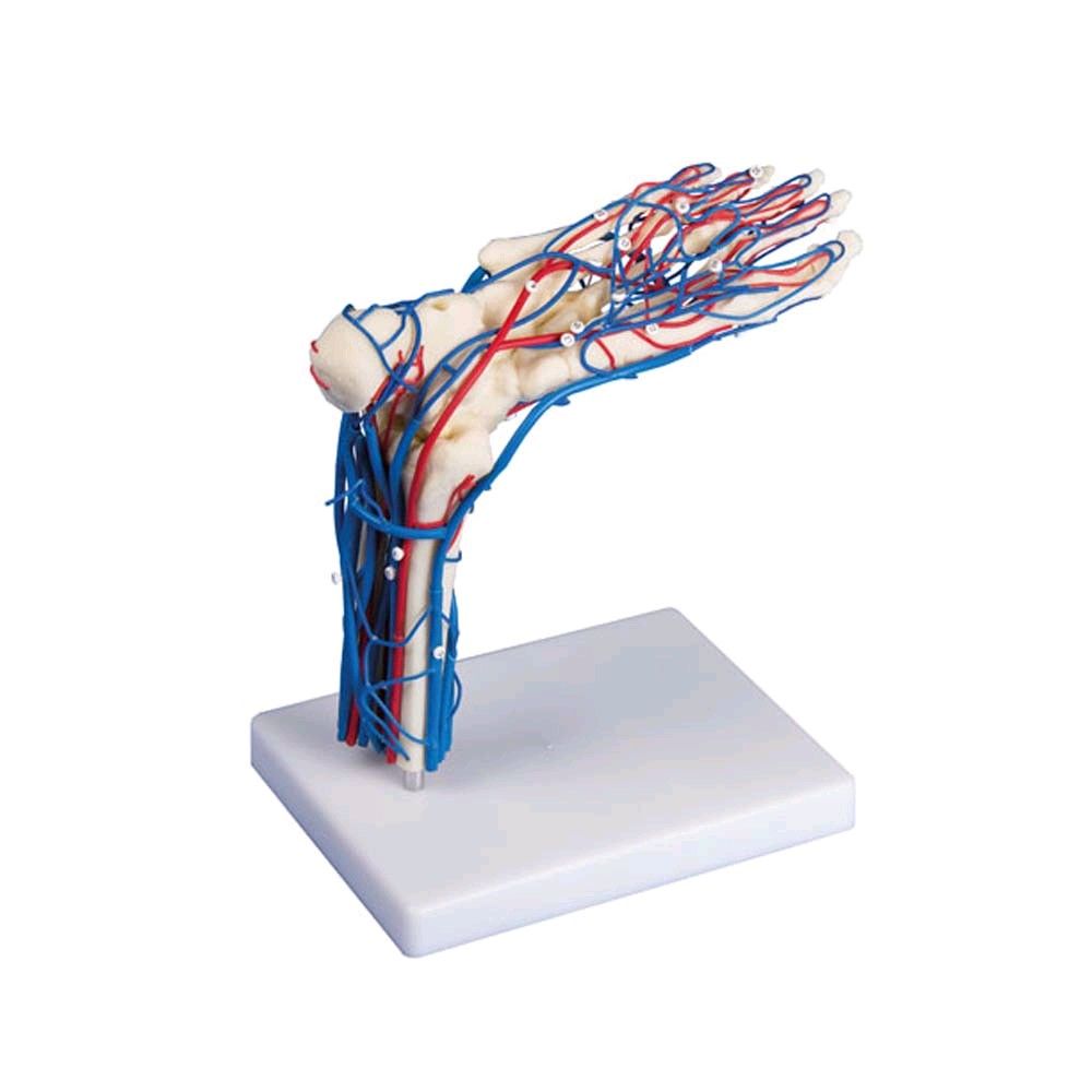 anatomisches Fußgefäß-Modell von Erler Zimmer, lebensgroß, Stativ