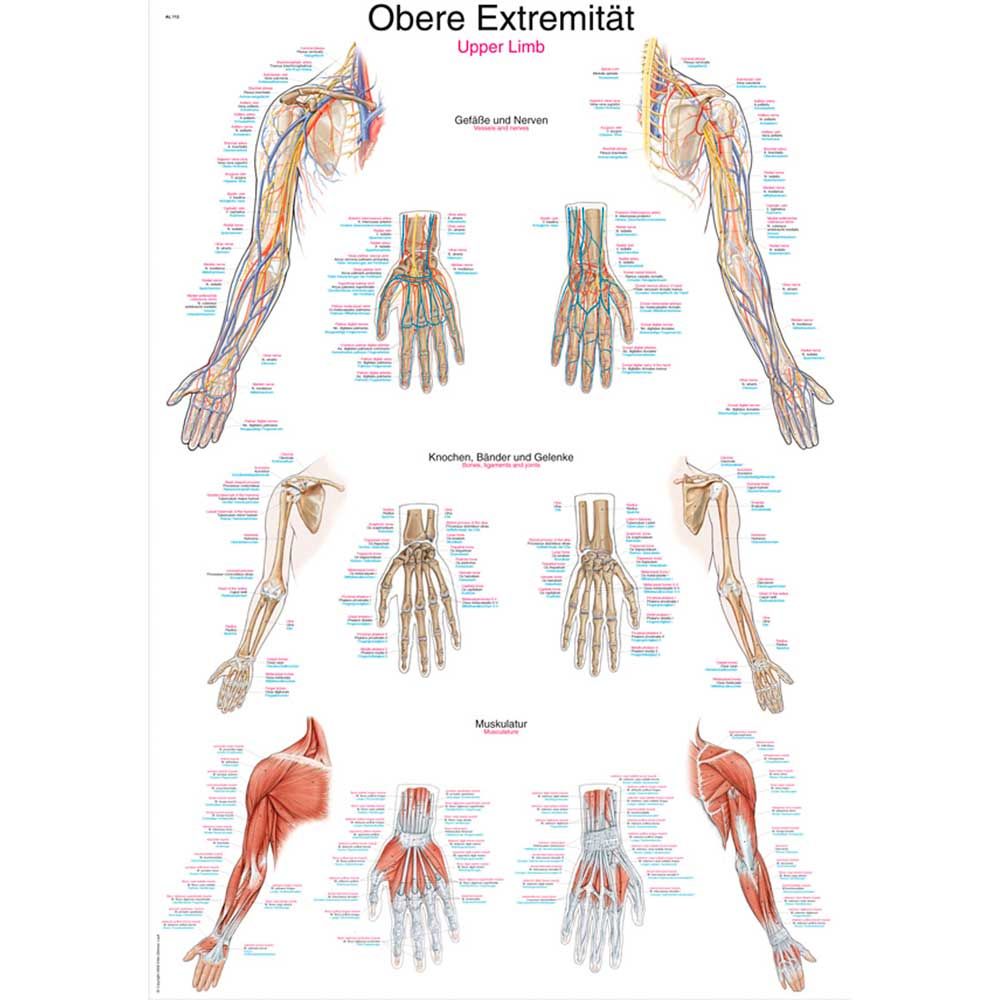 Erler Zimmer anatomische Lehrtafel - "Obere Extremität", 2 Größen