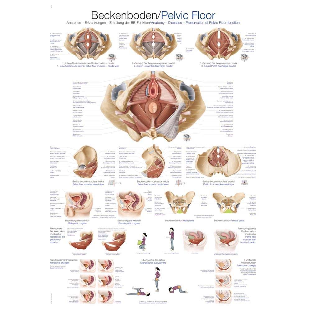 Erler Zimmer „Beckenboden“ anatomische Lehrtafel, 70x100cm