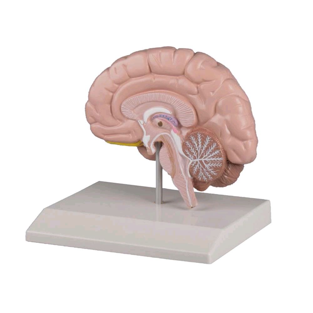 Verkleinerung 1X Menschliches Gehirn Pathologisches Anatomie Modell für 