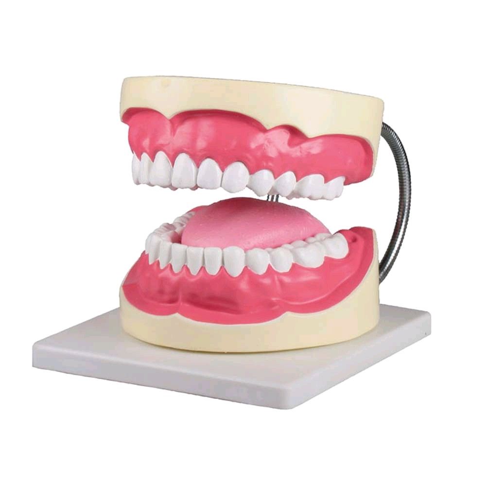 Zahnpflegemodell von Erler Zimmer, 3-fache Größe, inkl. Zahnbürste
