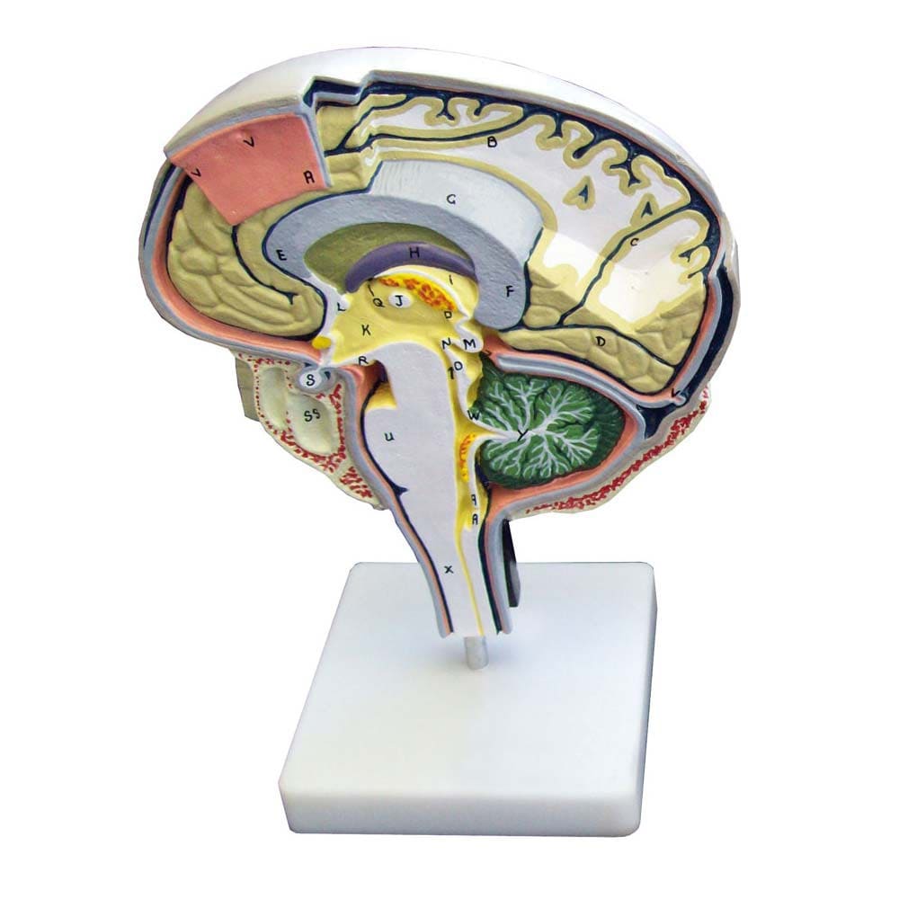 1 Halbschnitt Modell Des Menschlichen Gehirns Mit Farbigem Gehirn, 1 