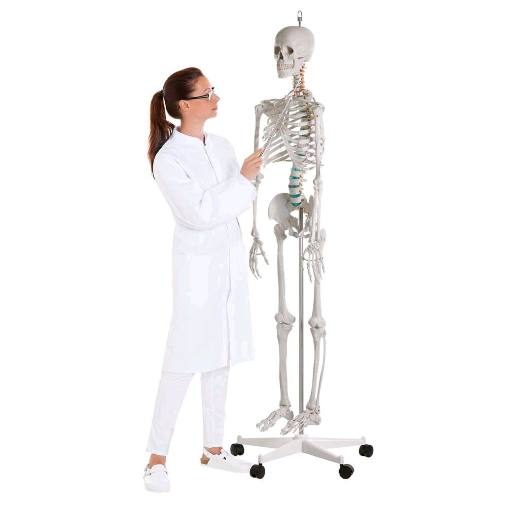 Ganzkörper Skelett männlich, anatomisch beweglich abnehmbare Gliedmaße