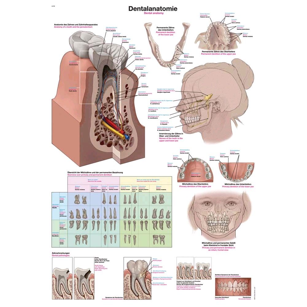 Erler Zimmer „Dentalanatomie“ anatomische Lehrtafel, 70x100cm