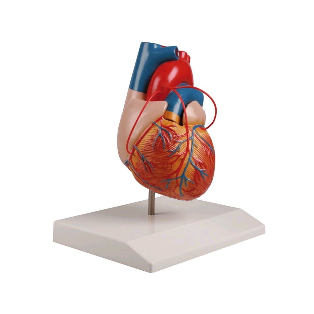 Erler Zimmer Herzmodell, 3 Bypässe, 2-teilig, lebensgroß Stativ