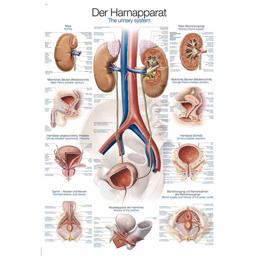 Erler Zimmer anatomische Lehrtafel - "Harnapparat", 50x70cm