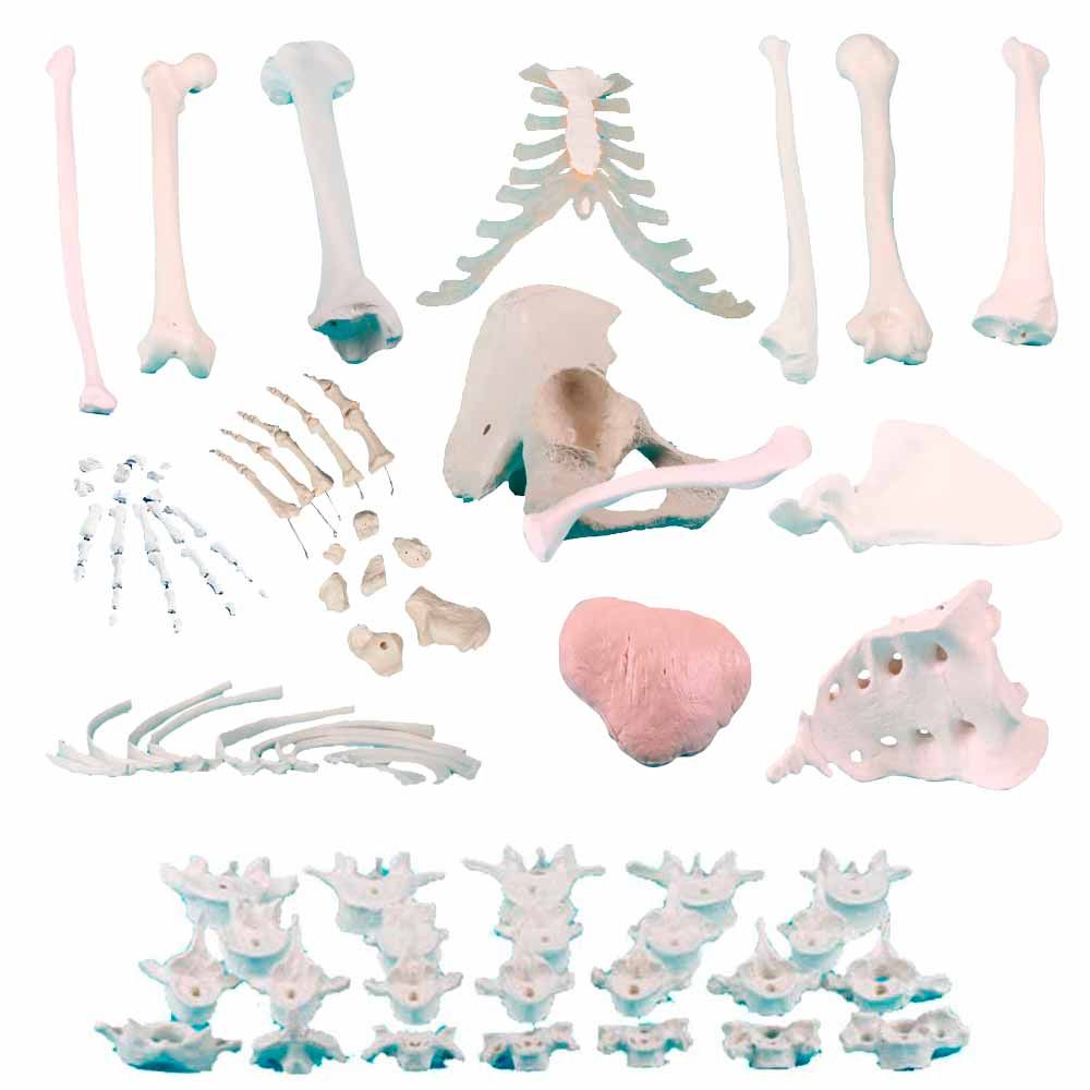 Erler Zimmer männliche Knochenmodelle, diverse Ausührungen