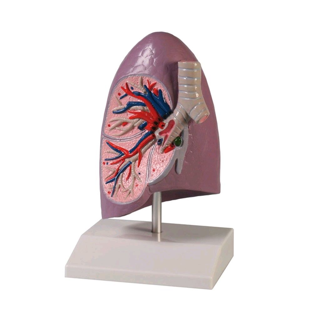 Modell einer Lungenhälfte von Erler Zimmer, lebensgroß, mit Stativ