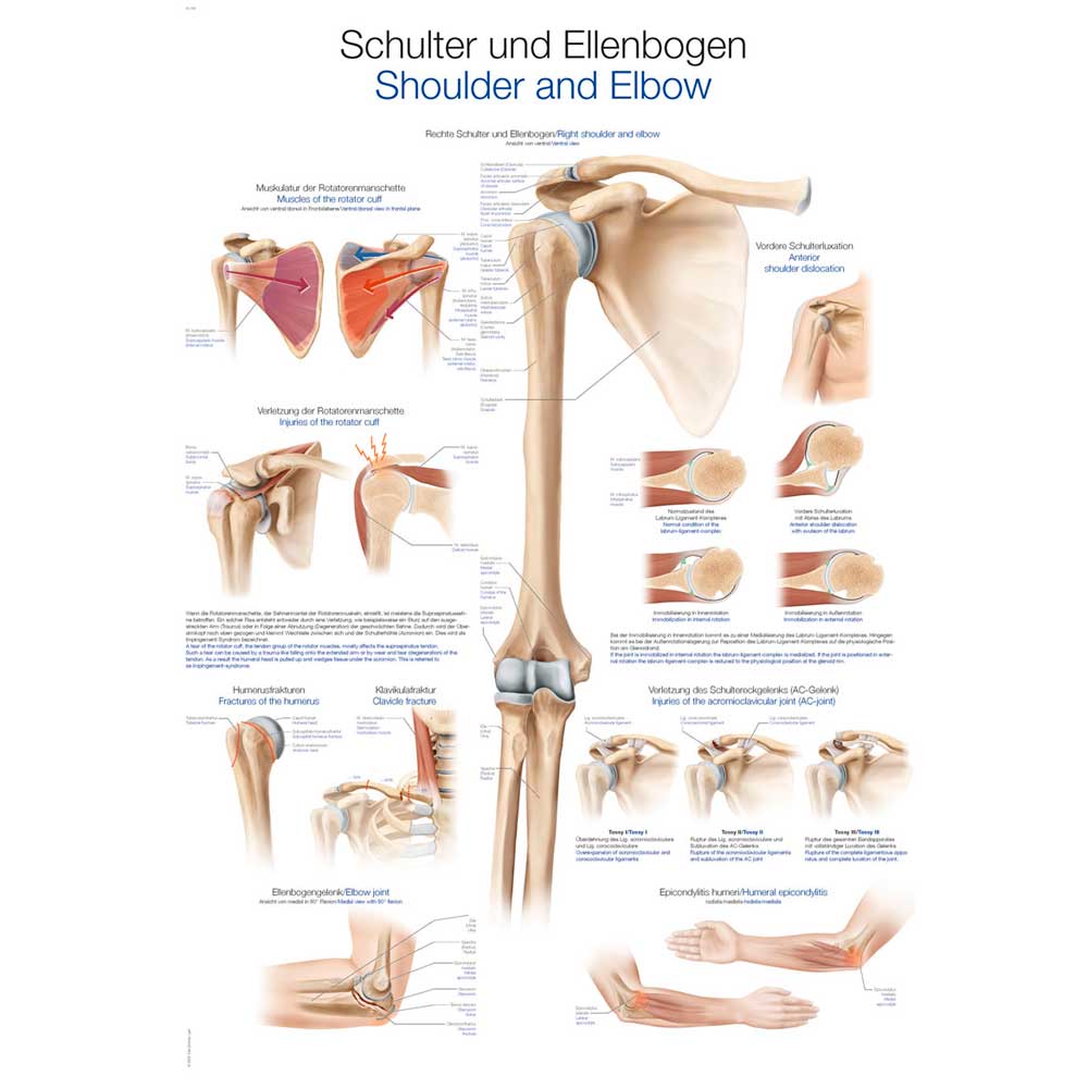 Erler Zimmer anat. Lehrtafel - "Schulter und Ellenbogen", 70x100cm