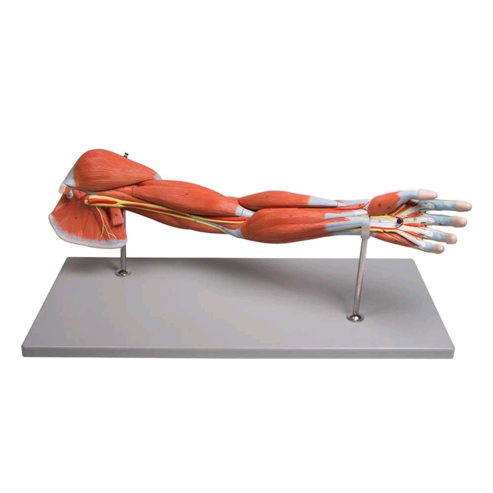 Armmuskulatur-Modell von Erler Zimmer, 7-teilig, lebensgroß, Stativ