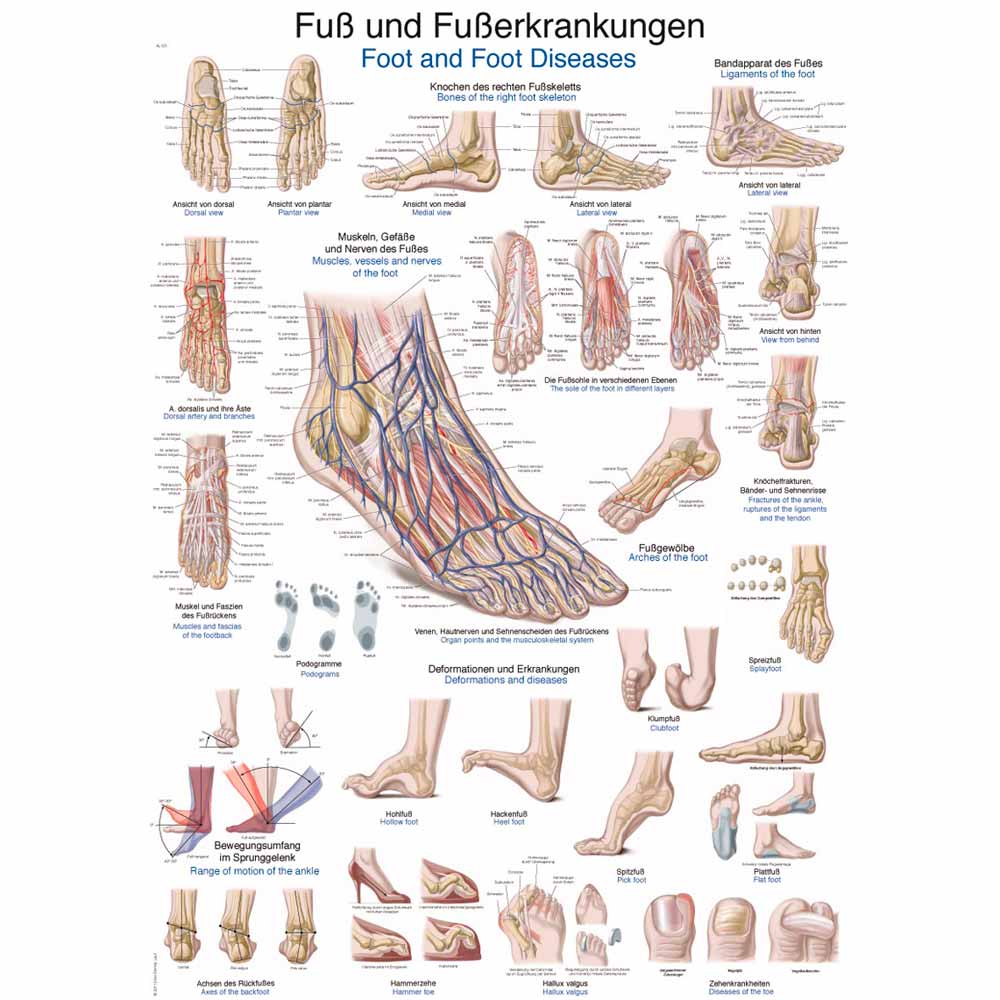 Erler Zimmer anat. Lehrtafel - "Fuß und Fußerkrankungen", 50x70cm