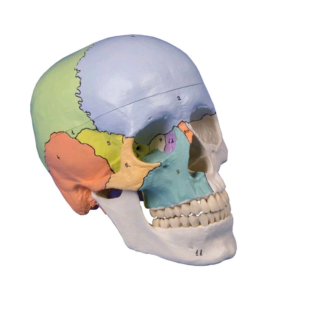 Erler Zimmer Schädelmodell 3-teilig didaktische Ausführung, nummeriert
