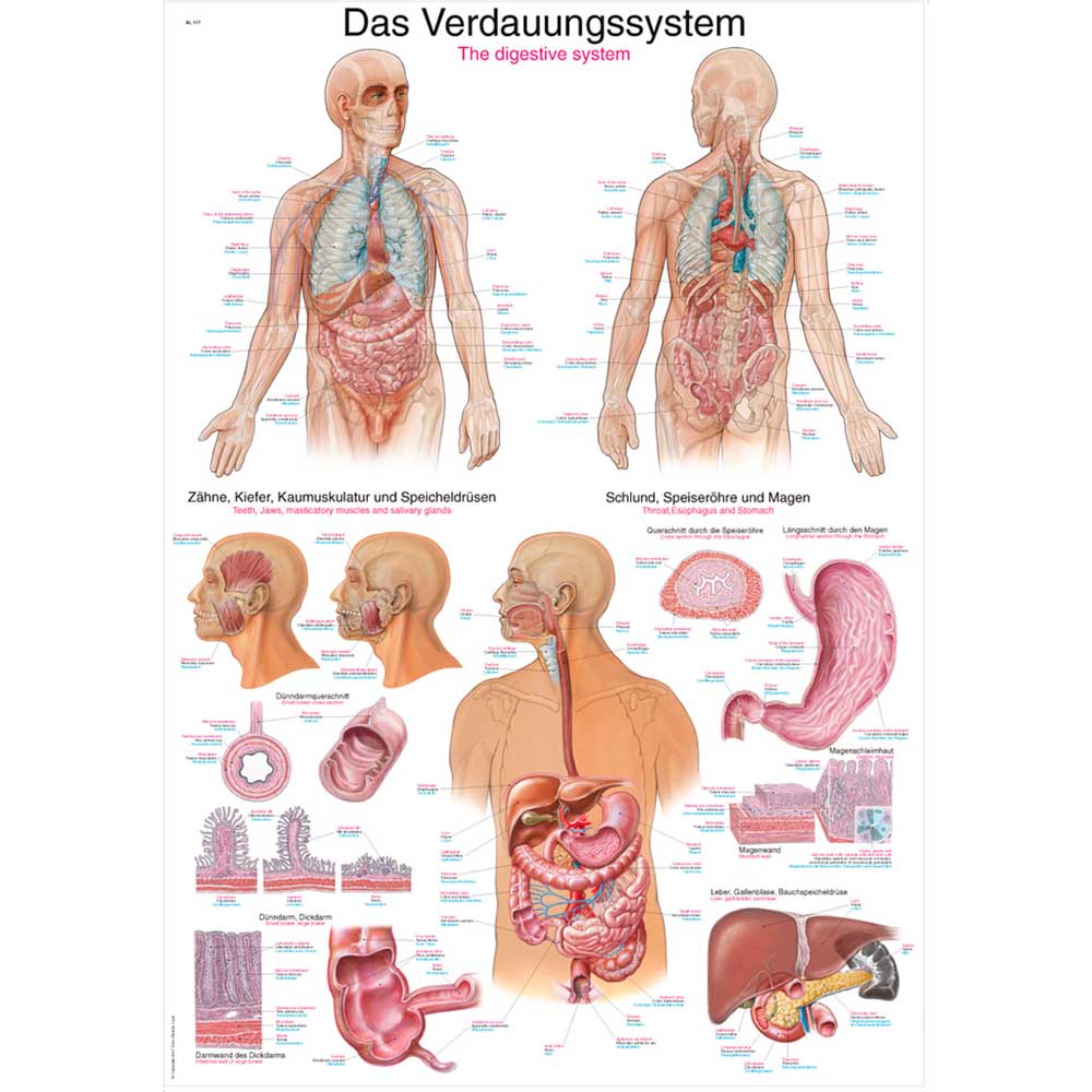 Erler Zimmer anatom. Lehrtafel - "Das Verdauungssystem", 2 Größen