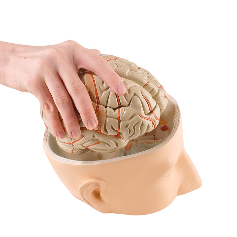 Erler Zimmer Modell - Kopfbasis plus 7-teiliges Gehirn