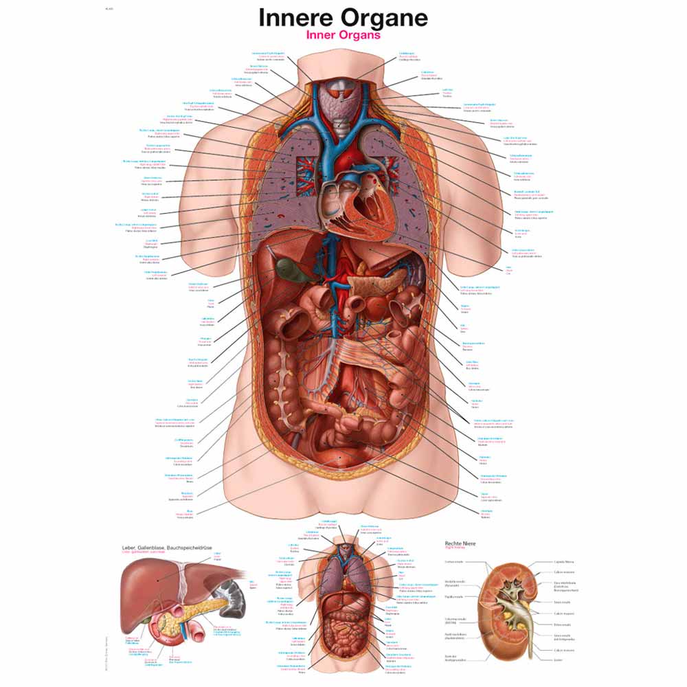 Erler Zimmer anatomische Lehrtafel - "Innere Organe", 70x100cm