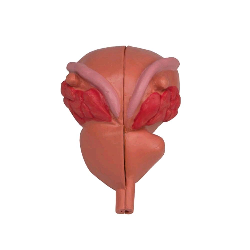 Erler Zimmer anatomisches Prostata Modell, 2-teilig, 3/4 Größe