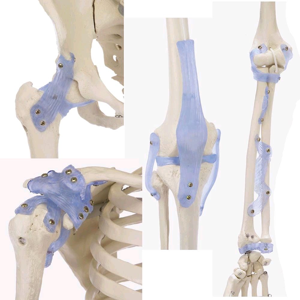 Ganzkörper Skelett anatomisch 1,76cm, Skelett Otto mit Bandapparat