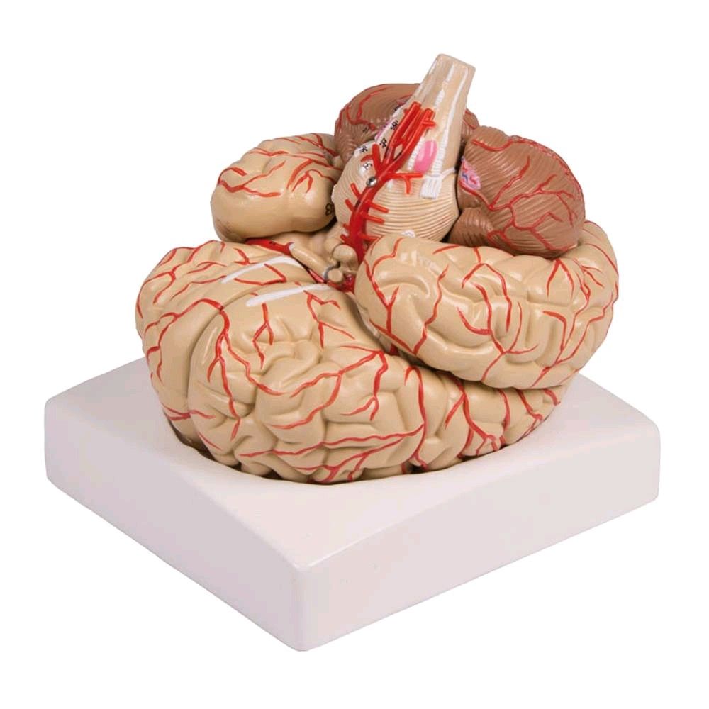 4D Zerlegt 32 Teile Menschliches Gehirn Anatomiemodell für Anatomie Studien 