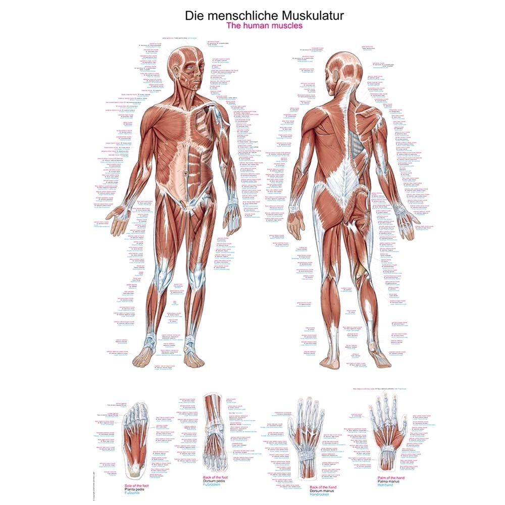 Erler Zimmer Lehrtafel „Die menschliche Muskulatur“, 70 x 100 cm