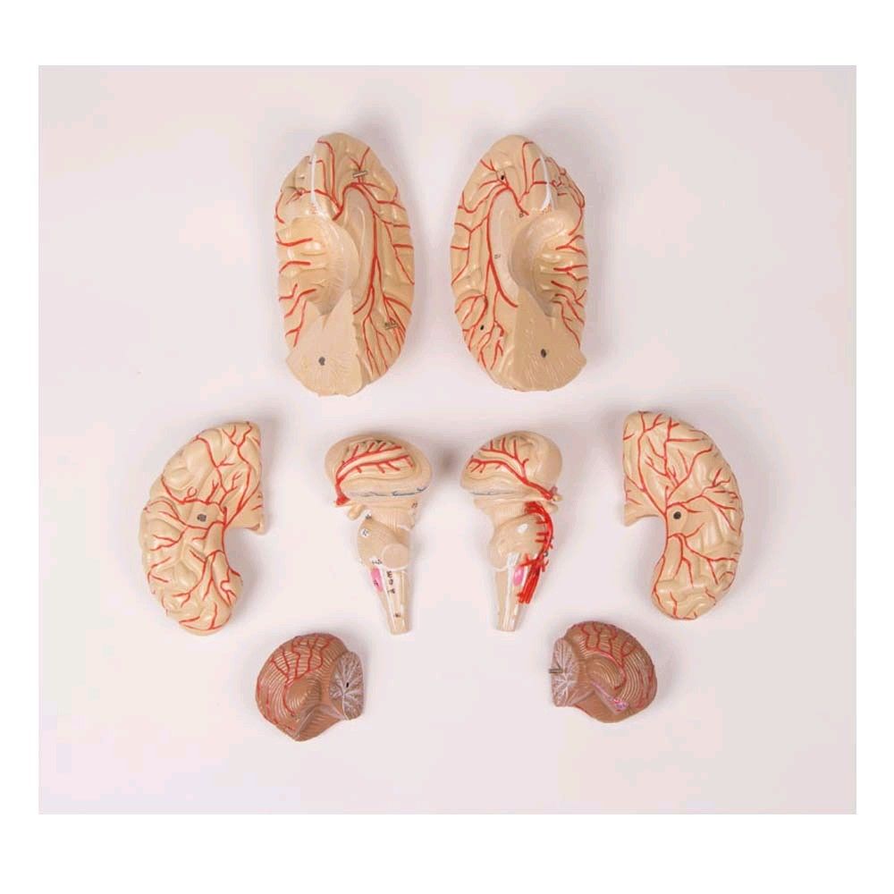 Gehirn-Modell mit Arterien von Erler Zimmer, 9-teilig, lebensgroß
