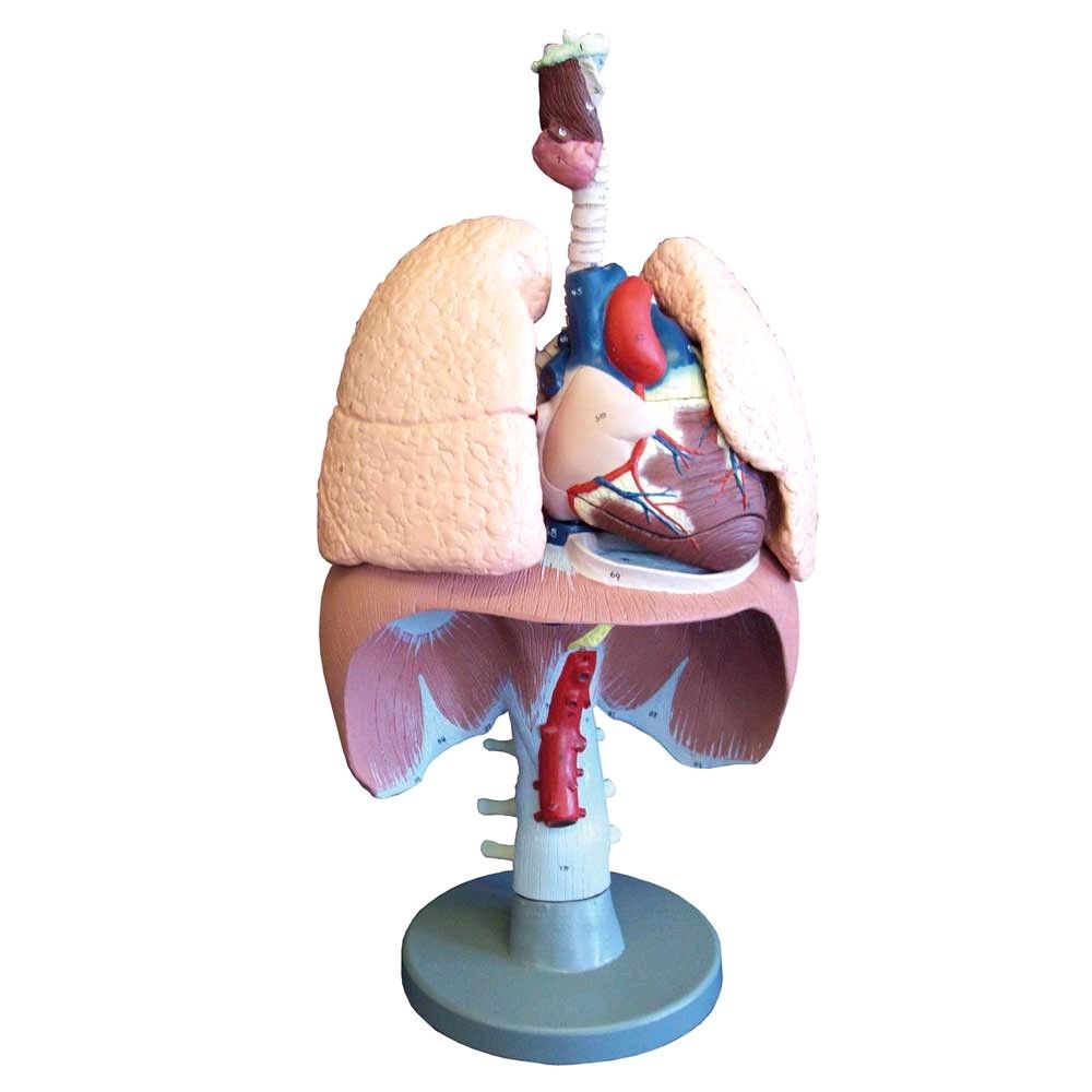Modell der Atmungsorgane lebensgroß, Kunststoff, nummeriert, zerlegbar
