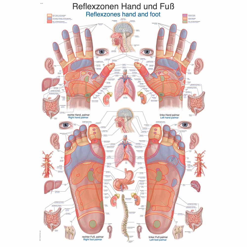 Erler Zimmer anat. Lehrtafel - "Reflexionen Hand und Fuß", 50x70cm