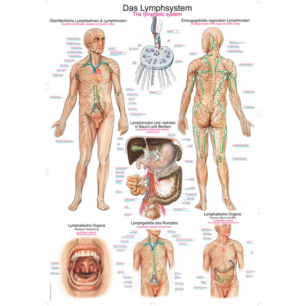 Erler Zimmer anatomische Lehrtafel - "Das Lymphsystem", 50x70cm