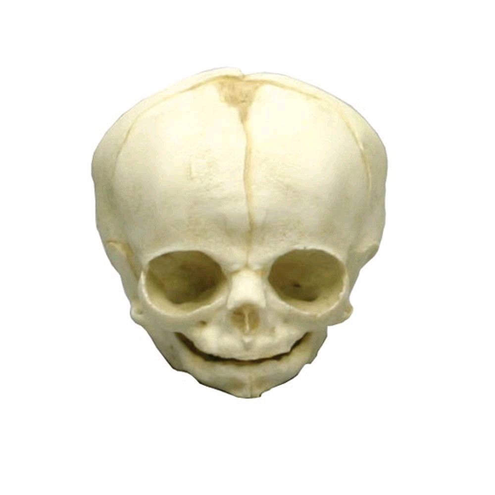 Erler Zimmer Fetusschädel Anatomie Modell, 30. Entwicklungs-Woche