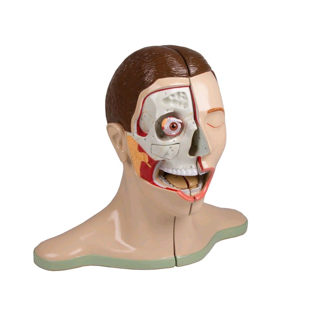 Kopf und Nacken Modell von Erler Zimmer, median geschnitten, 5-teilig