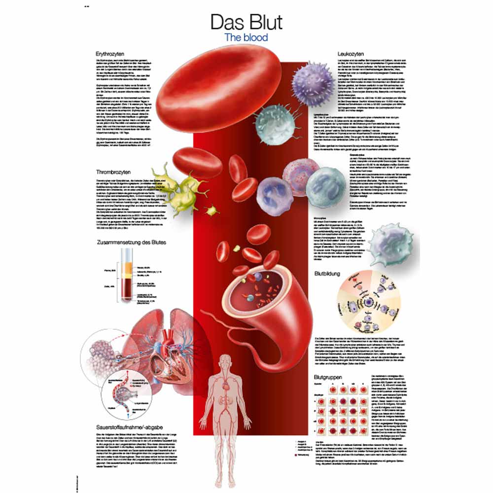 Erler Zimmer anatomische Lehrtafel - "Das Blut", 70x100cm