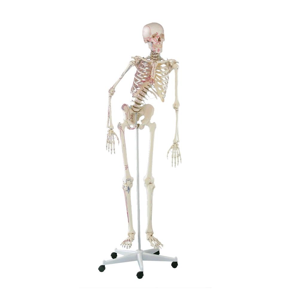 Ganzkörper Skelett anatomisch Peter beweglich, mit Muskelmarkierungen